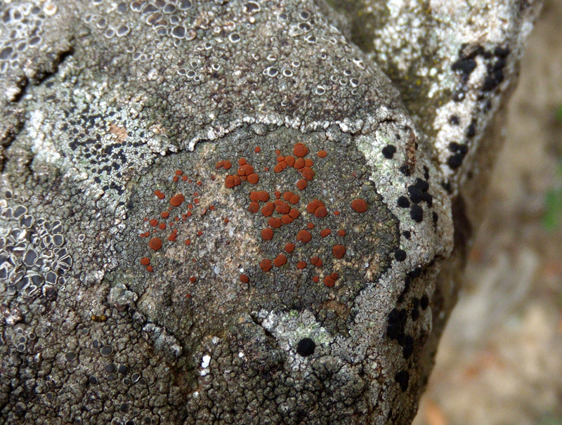 apoteci rossi su arenaria